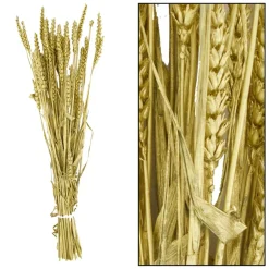 Fabrique de Styles Fleurs Séchées>Branche triticum h70cm Doré