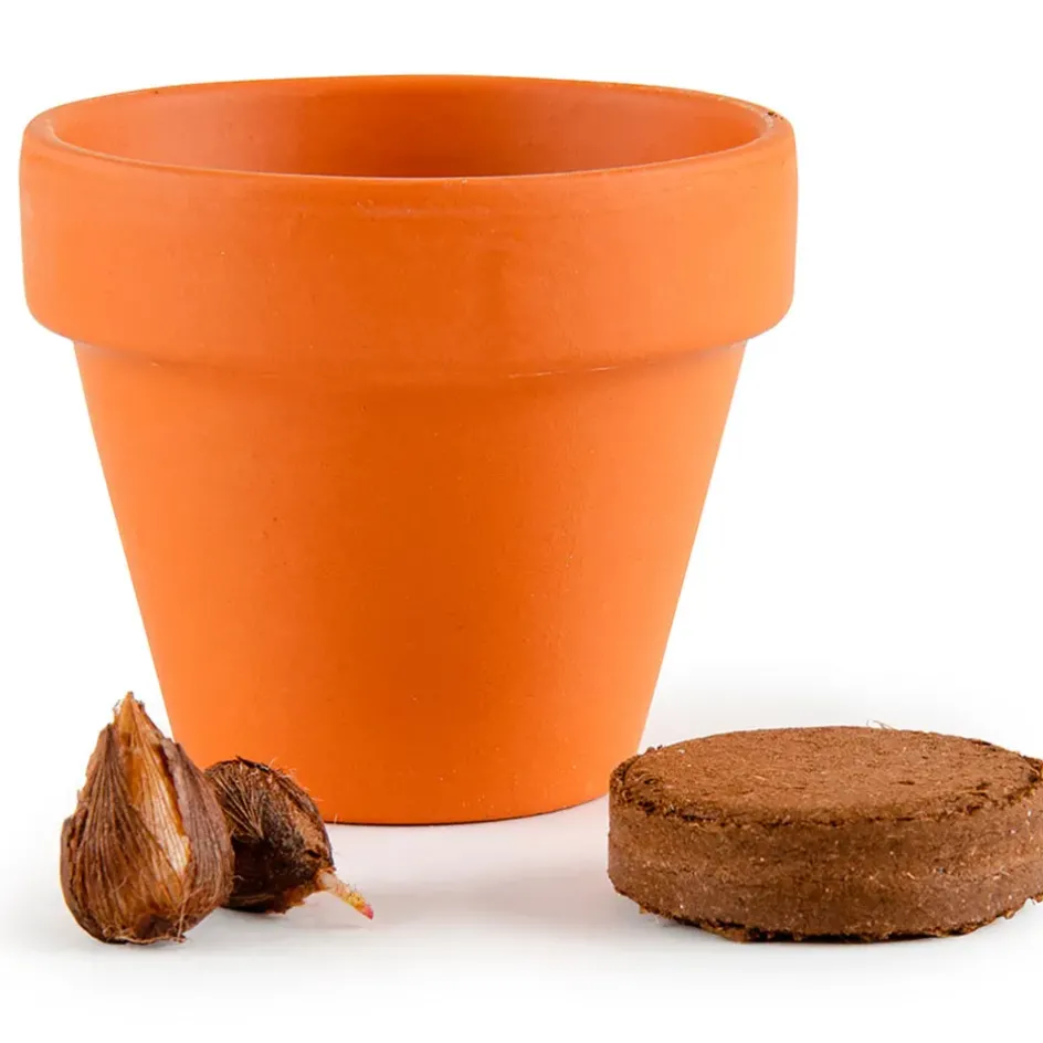 Fabrique de Styles Prêt À Pousser>Mini kit d6cm terre cuite trèfle 4 feuilles Multicolore