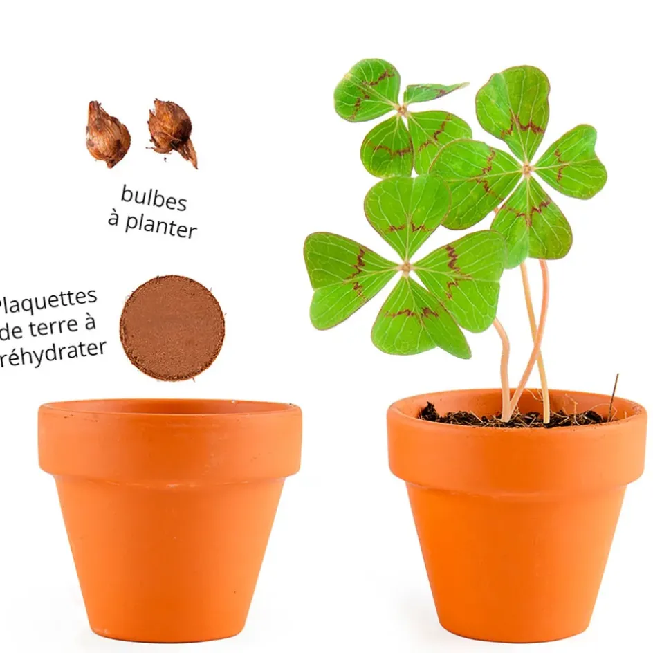 Fabrique de Styles Prêt À Pousser>Mini kit d6cm terre cuite trèfle 4 feuilles Multicolore