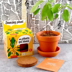 Fabrique de Styles Prêt À Pousser>Pot d8cm avec coupelle plante qui danse Multicolore
