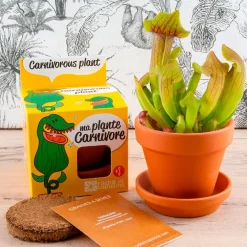 Fabrique de Styles Prêt À Pousser>Pot d8cm avec coupelle plantes carnivores Multicolore